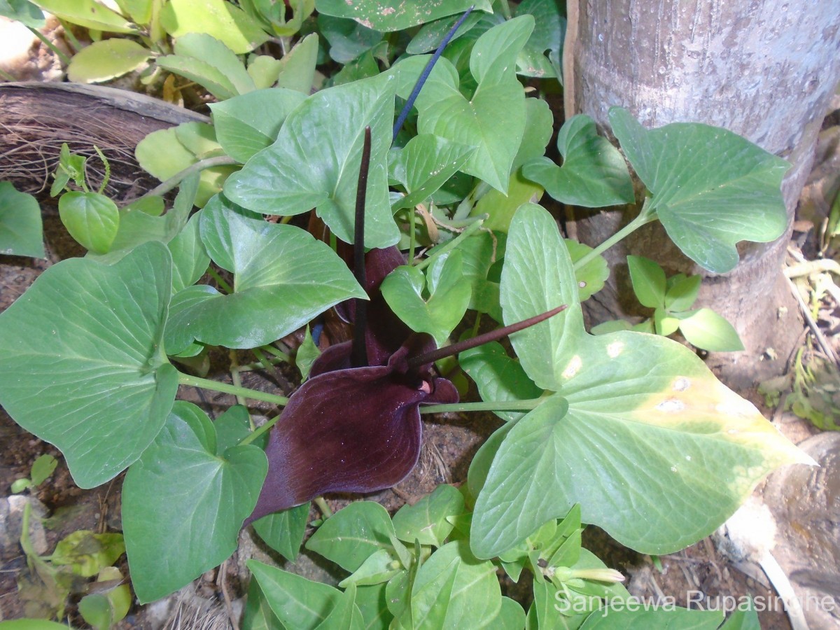 Typhonium roxburghii Schott